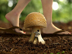 Behind the Mushroom